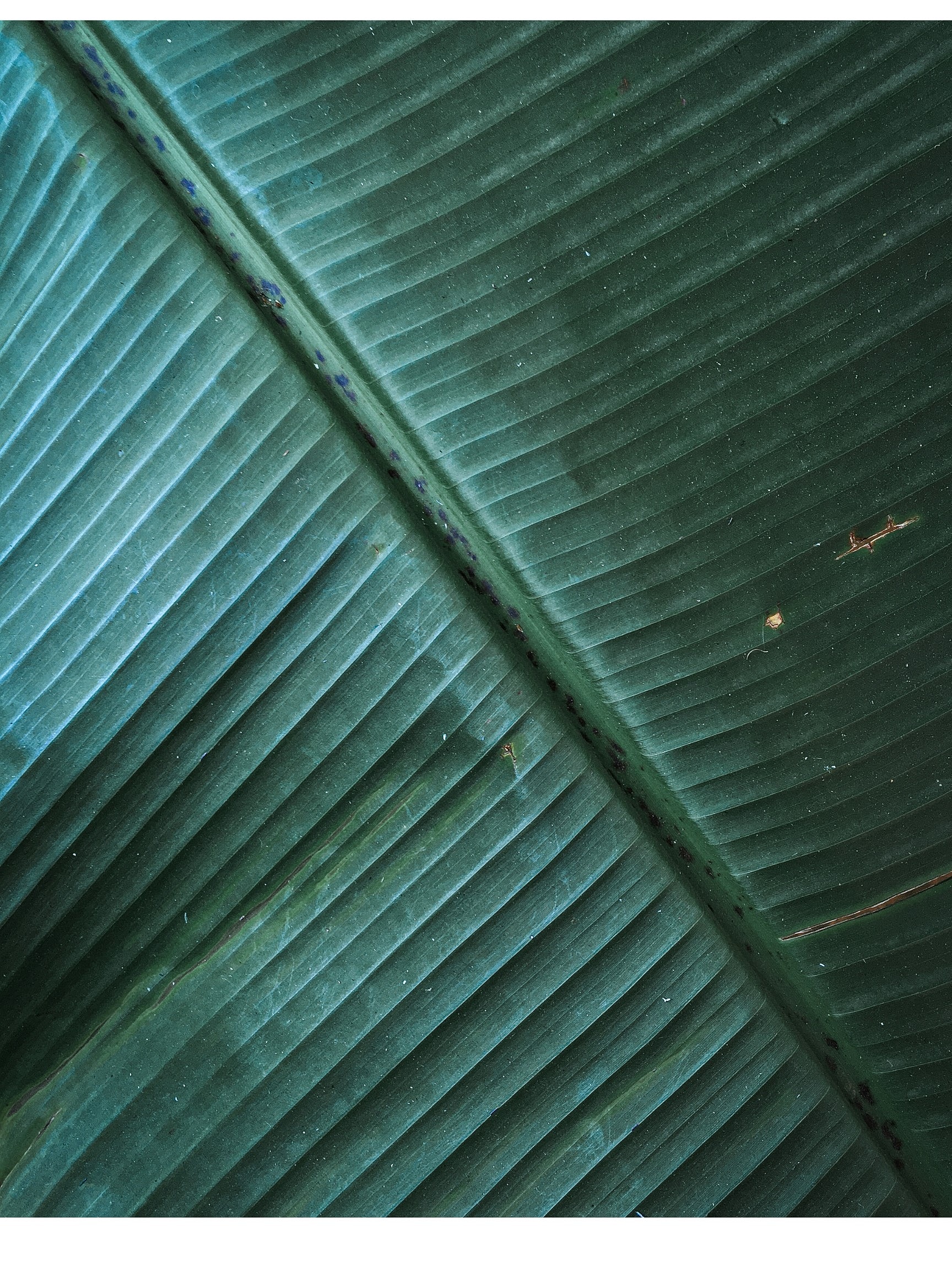 Close-up of a green leaf's texture.